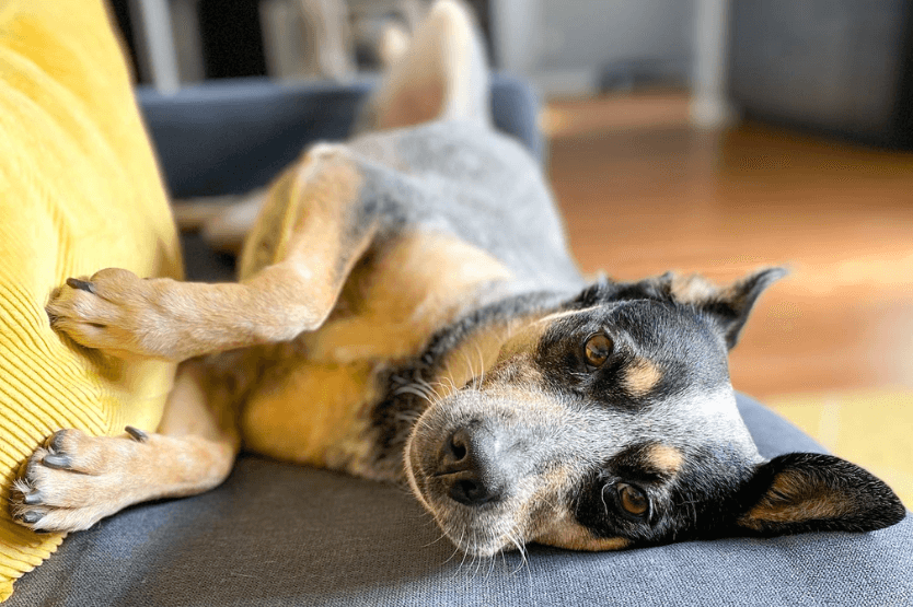 Scout the blue heeler lies on a gray couch next to a yellow pillow, sprawled partially on her back looking comfortable