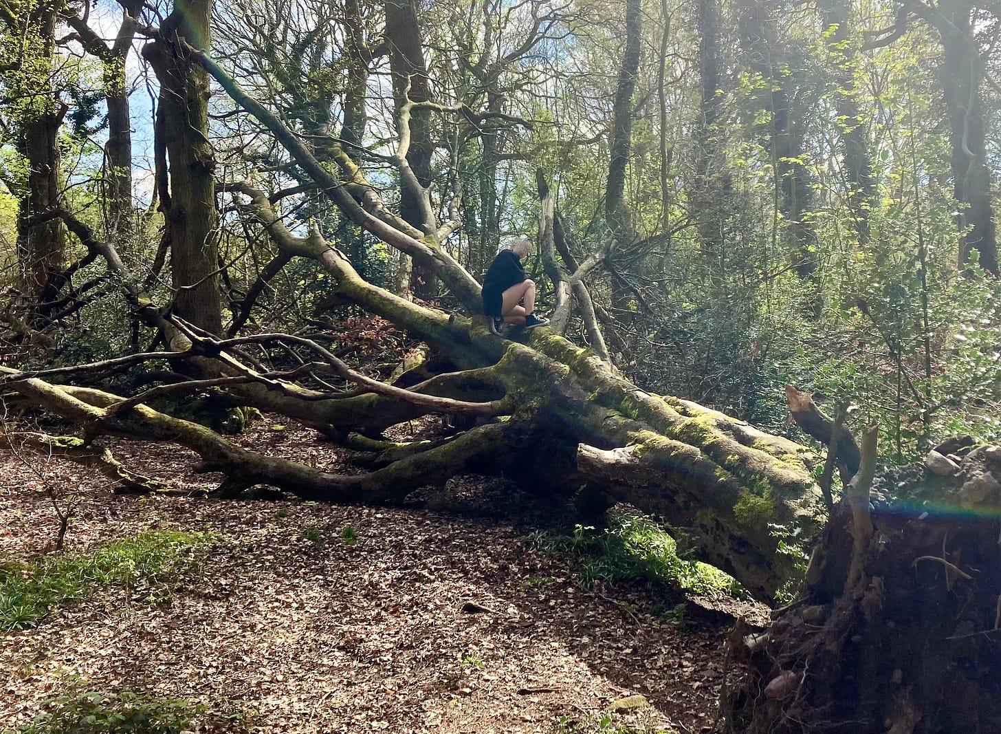 My stepdaughter climbing a tree in the forest