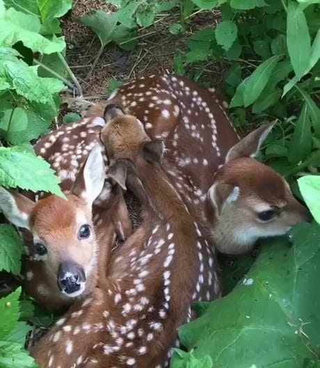 Group of fawns all cuddled up together | Cute animal videos, Cute animals, Cute funny animals