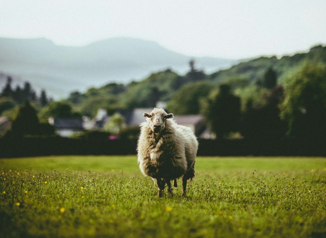 selective focus photography of white sheep on grass field