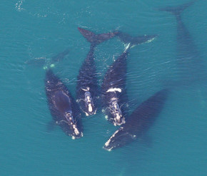 An aerial view of five right whales