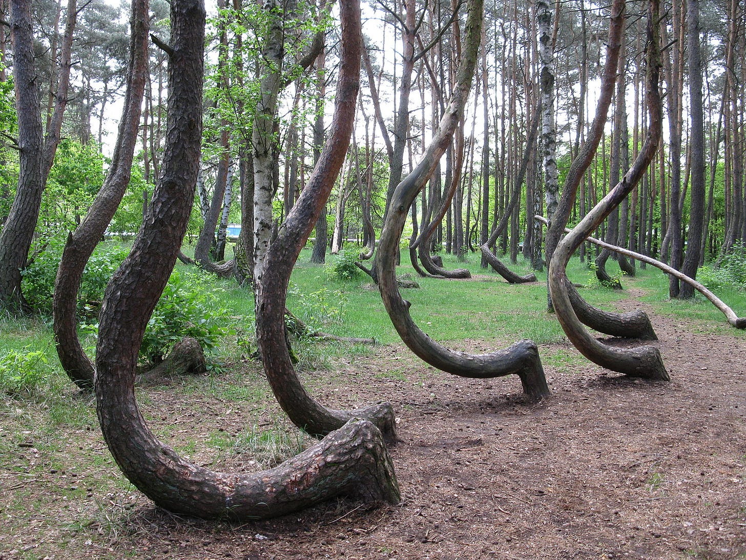 Pine trees, all in a strange curved shape.
