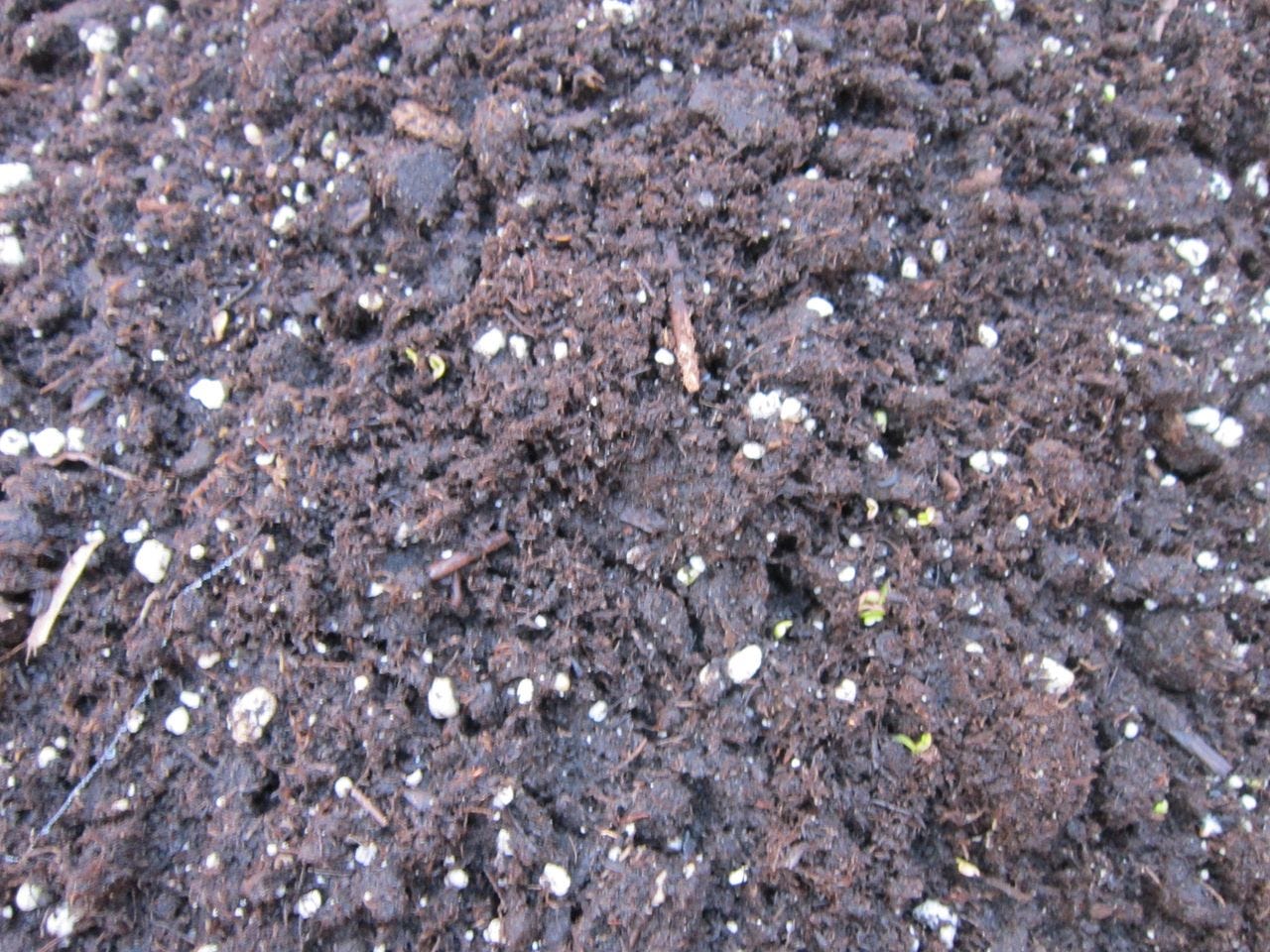 Babies! Little green seedlings.