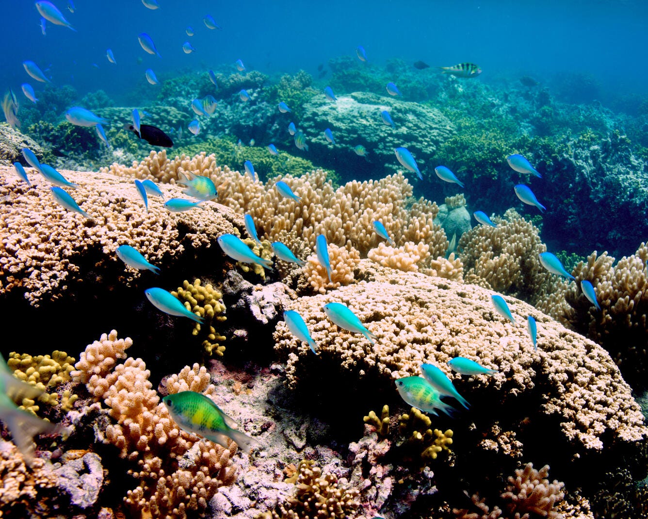 https://d9-wret.s3.us-west-2.amazonaws.com/assets/palladium/production/s3fs-public/styles/full_width/public/thumbnails/image/Tumon_Guam.jpg?itok=R4hvvzmj