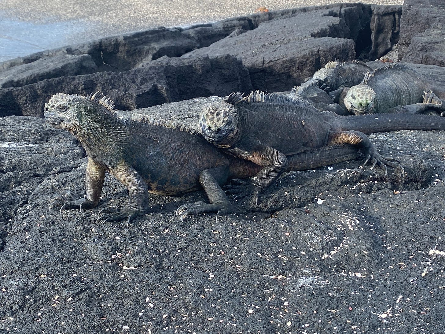 Three marine iguanas piled on top of each other on some flat black lava rocks. Their faces are scaly, spines run down their backs, and their eyes are open and unblinking.