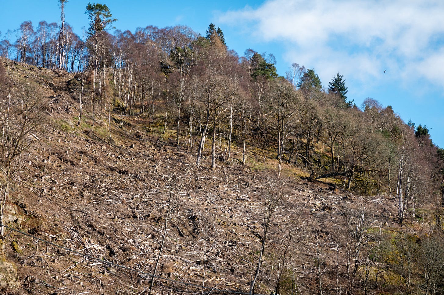 Lower slopes of Craig More, part of the recent timber harvesting on Fordie Estate © Felicity Martin