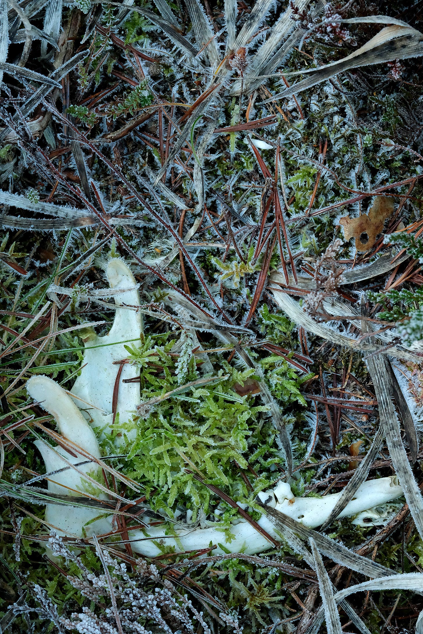 Ice crystals outline pine needles, bog asphodel leaves and the skeletal jaw bones of a roe deer on an Aberdeenshire moss