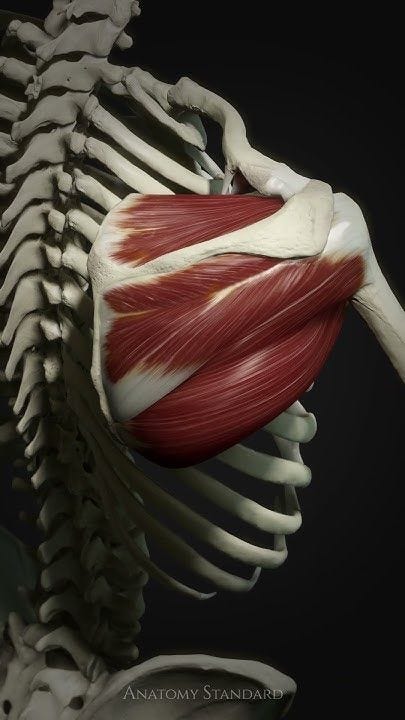 This may contain: the muscles are highlighted in this computer artwork image by anatomy standard, which is part of an articulation