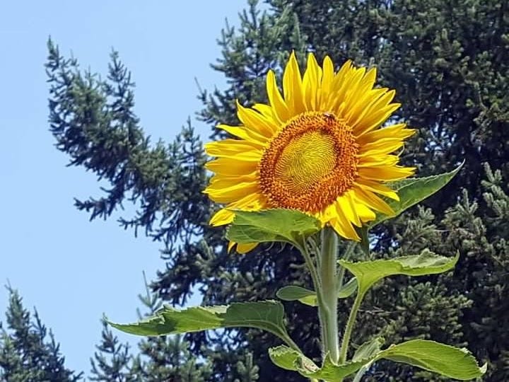 A yellow sunflower against a blue sky with evergreen trees in the background