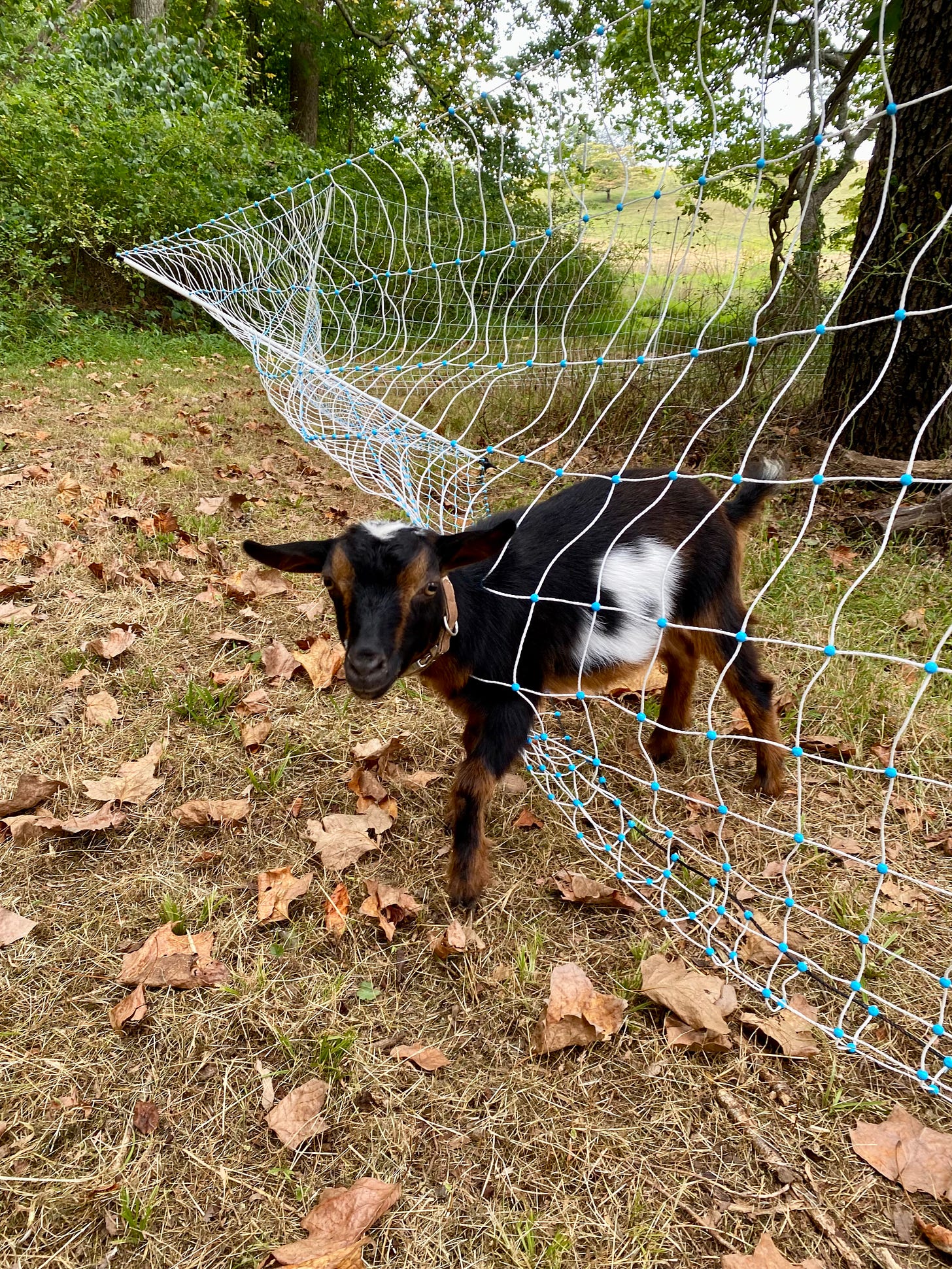 Brown goat gets head stuck in wire fence