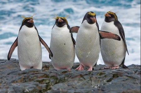 Des pingouins macaronis de l'Antarctique