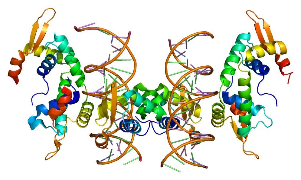 A protein structure model