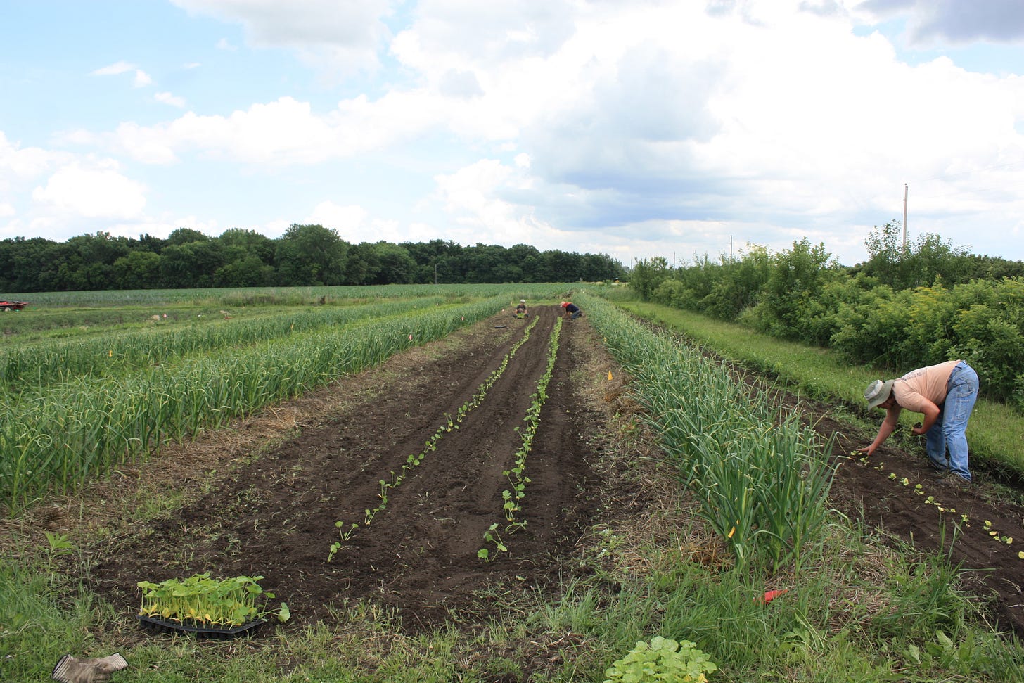 Hand transplanting summer squash and zucchini