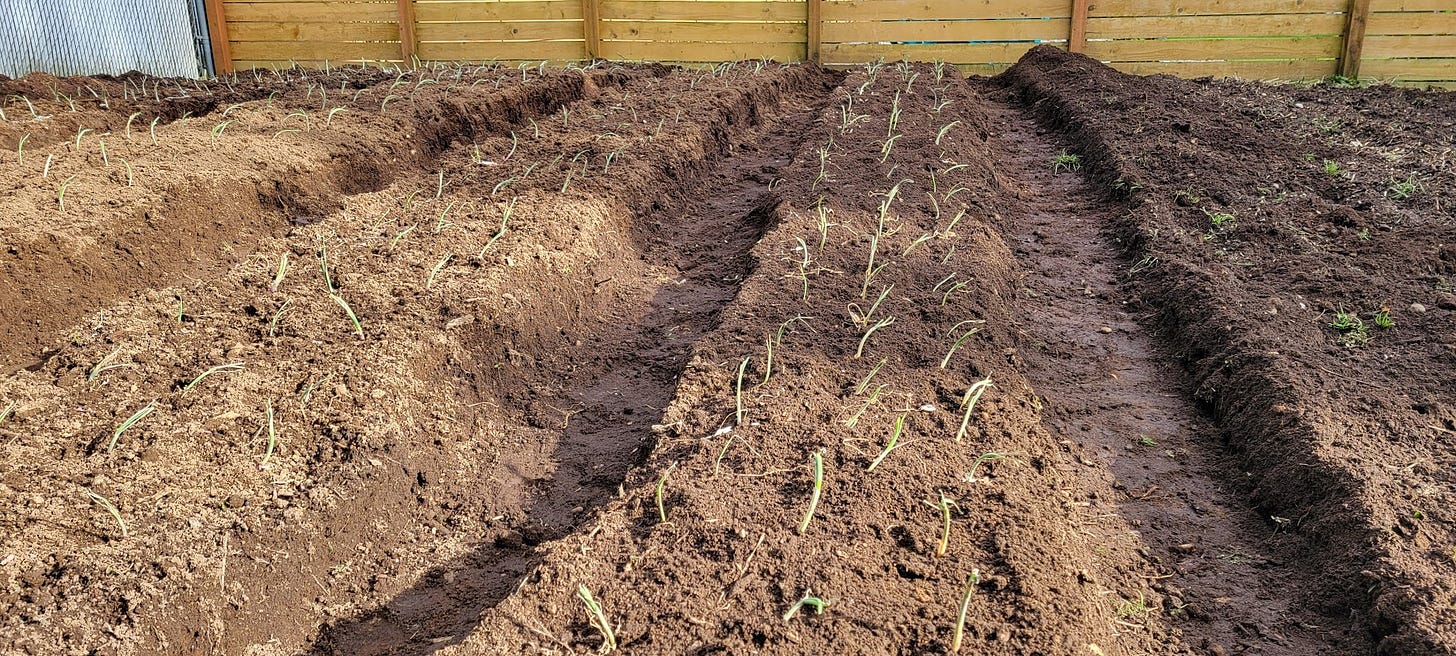 several raised beds of soil in which rows of little green onion starts are planted