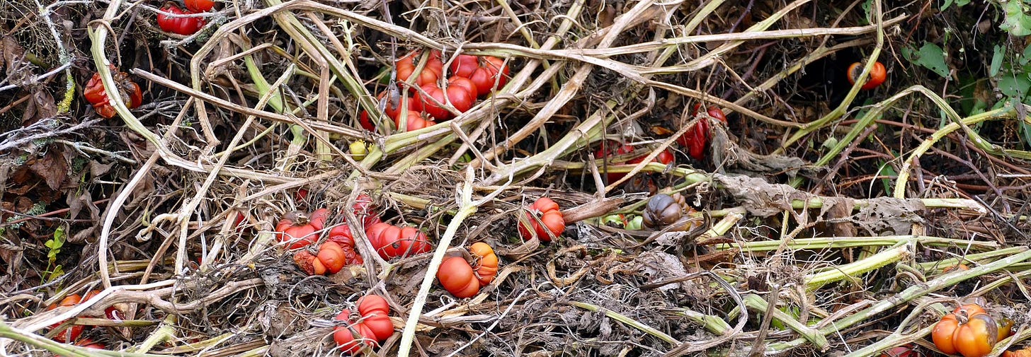 Ripe tomatoes on ground amid dead tomato vines.