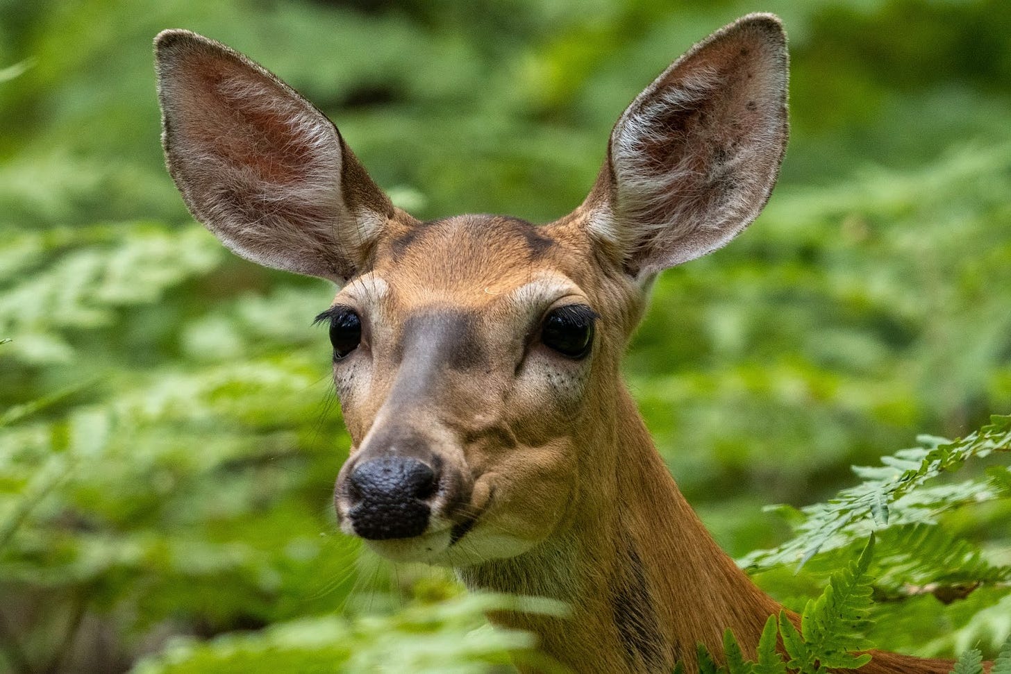 A close-up look at an alert doe