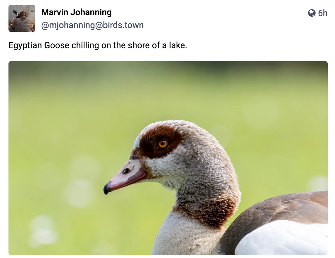 Egyptian Goose chilling on the shore of a lake