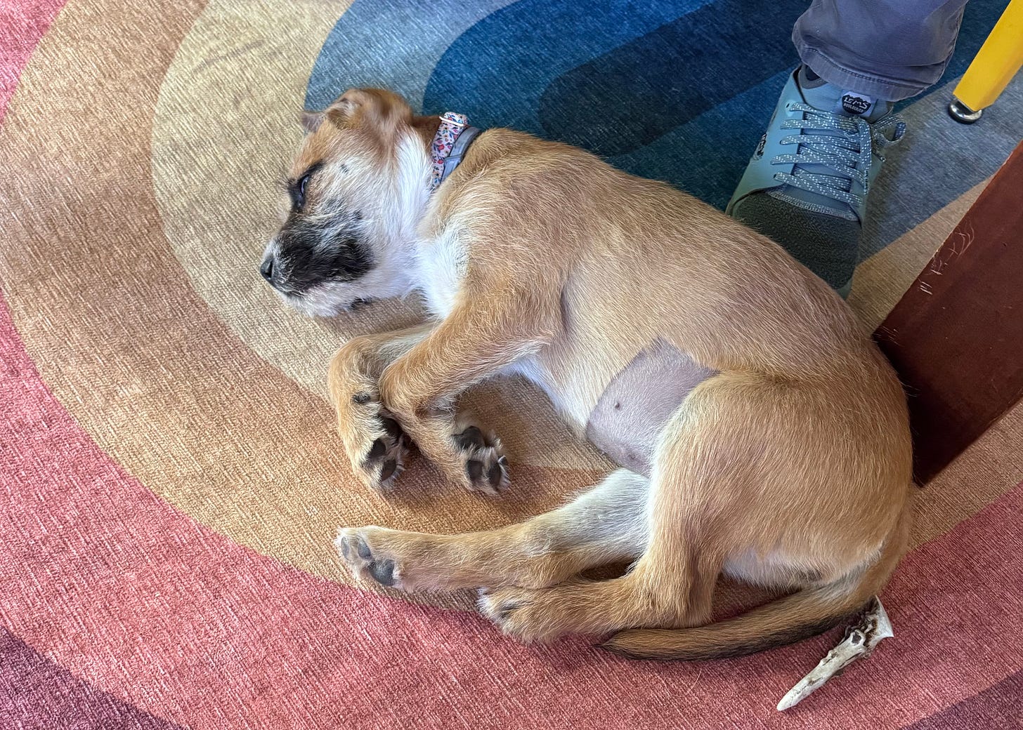 A scruffy tan puppy with a black snout curled on her side and dozing on a rainbow rug