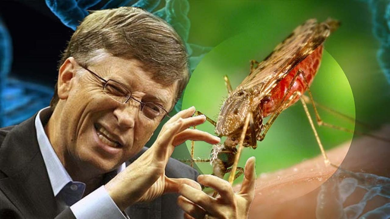 Bill Gates On Board With GMO Mosquitoes To Administer Vaccines ...