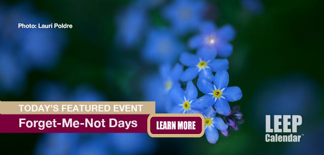 Forget-me-not flowers in focus to out of focus. Seeds raise funds for Alzheimer's research.  Photo Lauri Poldre