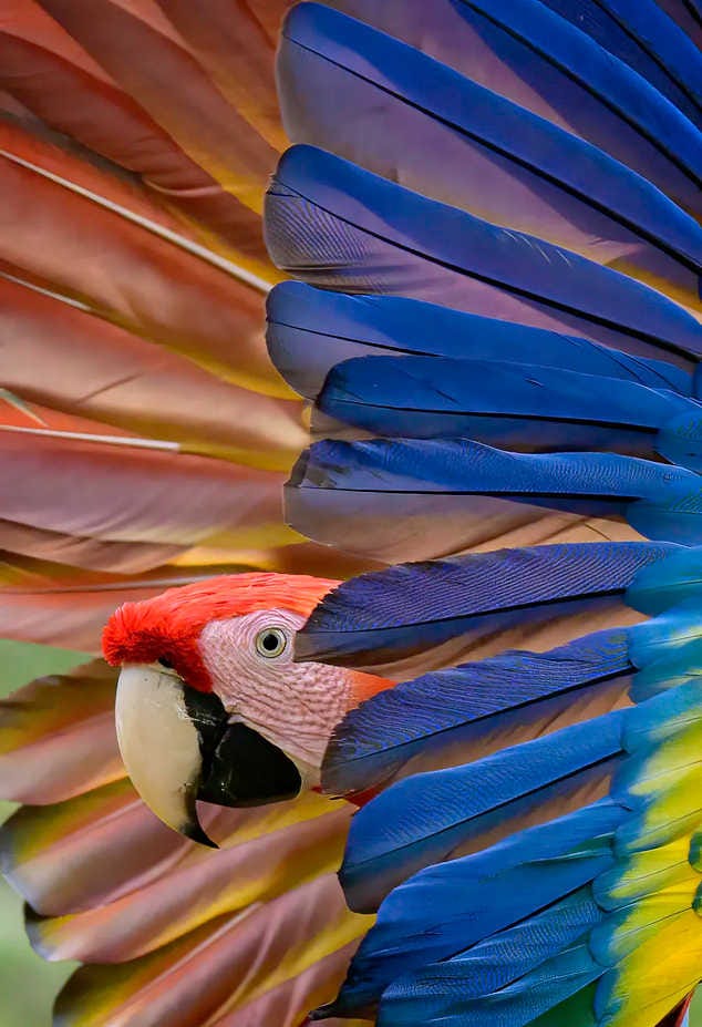 un guacamayo escarlata asomando la cabeza entre su plumaje colorido