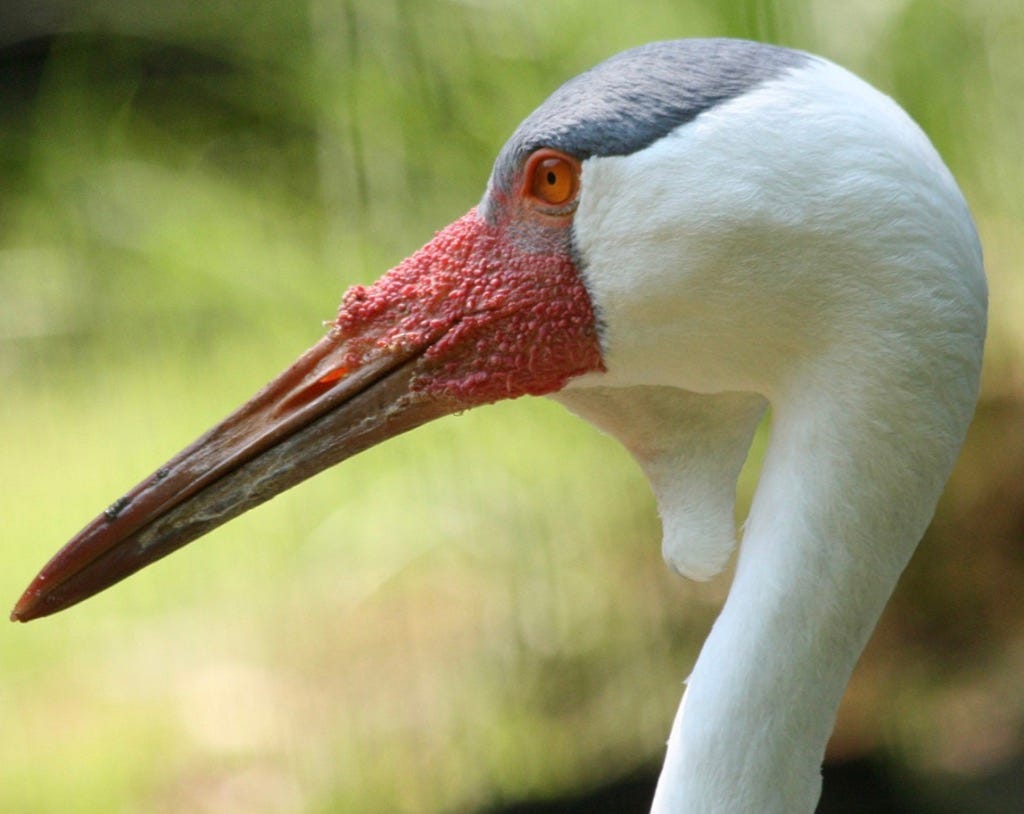 The head and bill of a crane, looking uncommonly like the flower and seedcase of the cranberry plant.