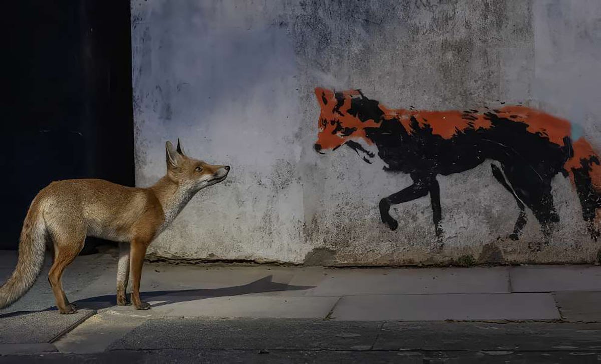 Un renard regarde un renard peint sur un mur