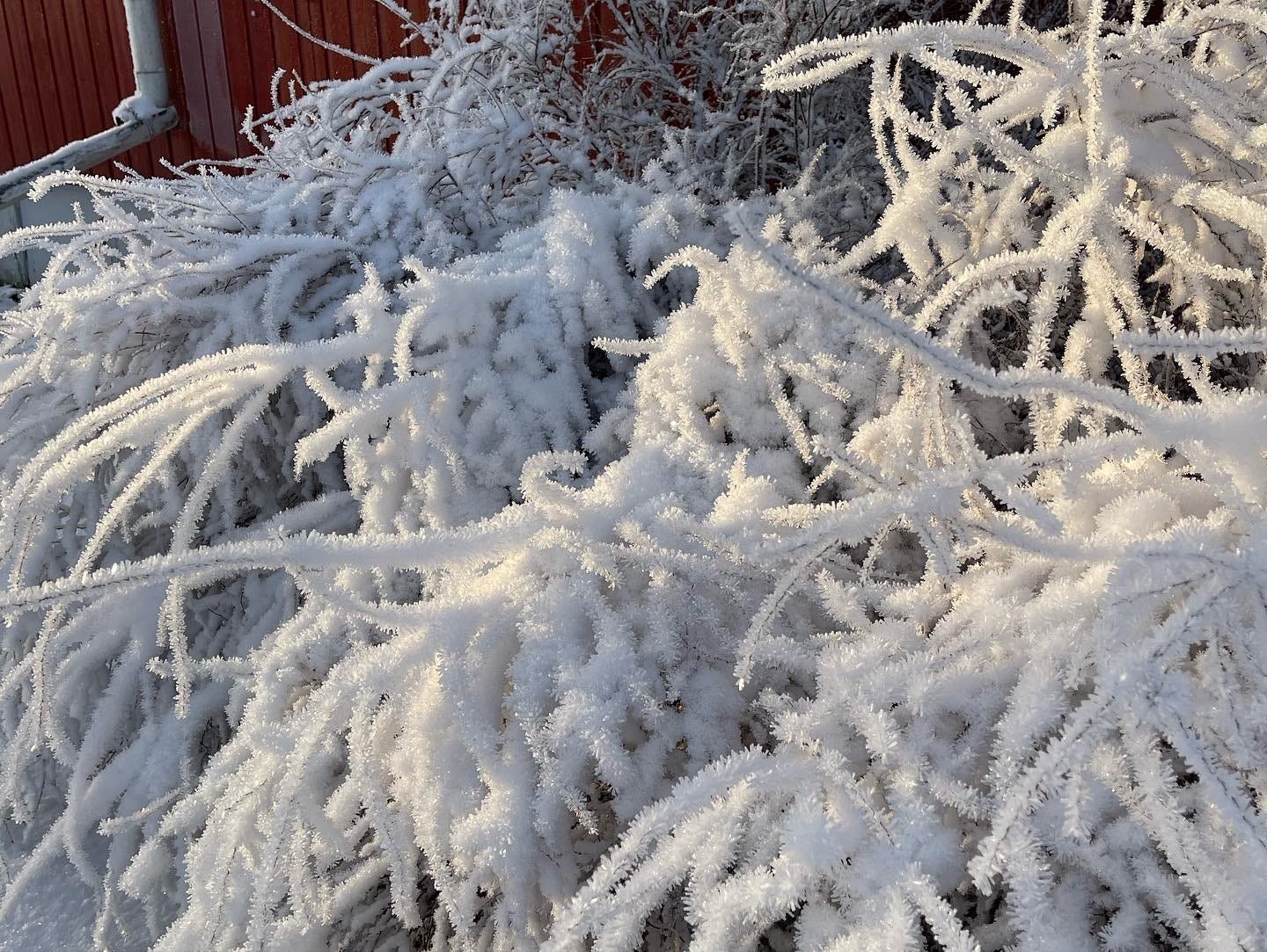 A bush covered with ice crystals on each sewerage twig