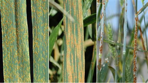 #208: Rust Diseases of Wheat - Fungus Fact Friday