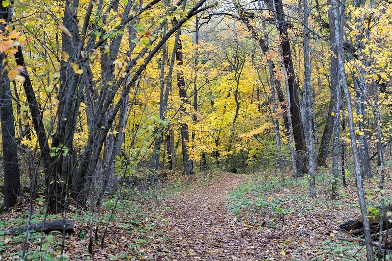 Woodland in Autumn