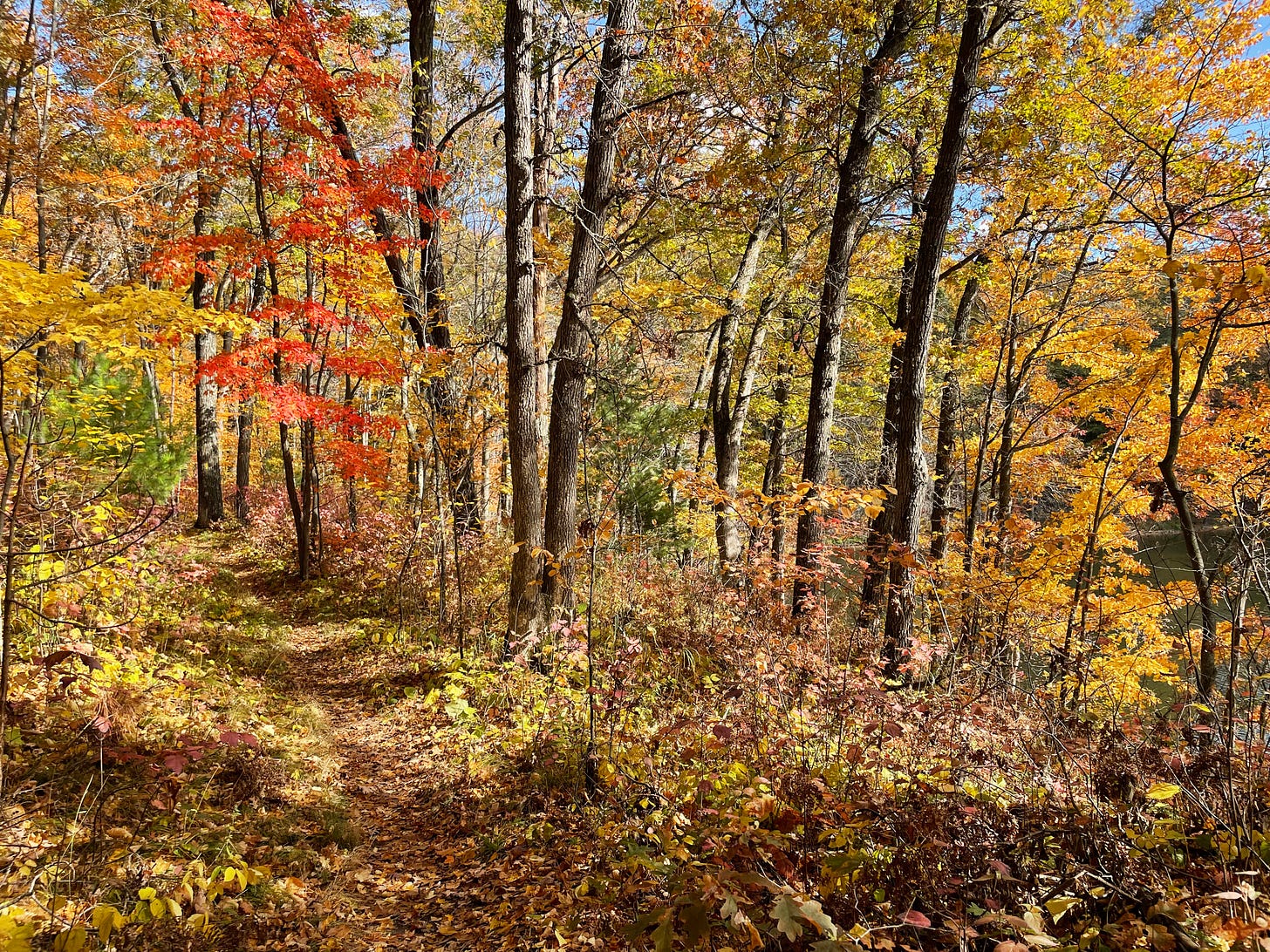 A single track hiking trail going through a forest of trees sporting fall foliage. There is also a glimpse of a lake visible through the trees.