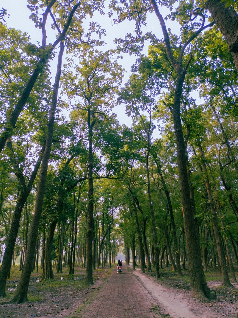 An avenue of trees. An avenue of trees.