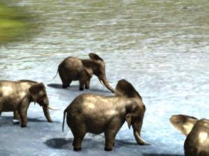 0040 Elephant Splashing