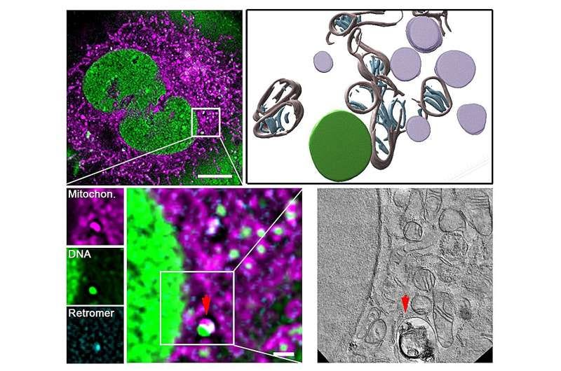 How cells repair their power plants