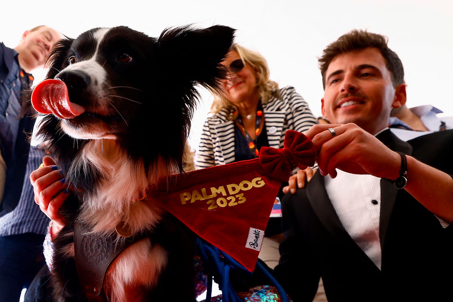 Anatomy of a Fall' border collie fetches Cannes Palm Dog in fiercest  contest yet | Reuters