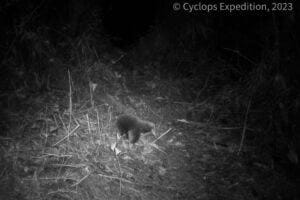 Attenborough's long-beaked echidna, photographed by a camera trap. Credit: Expedition Cyclops.