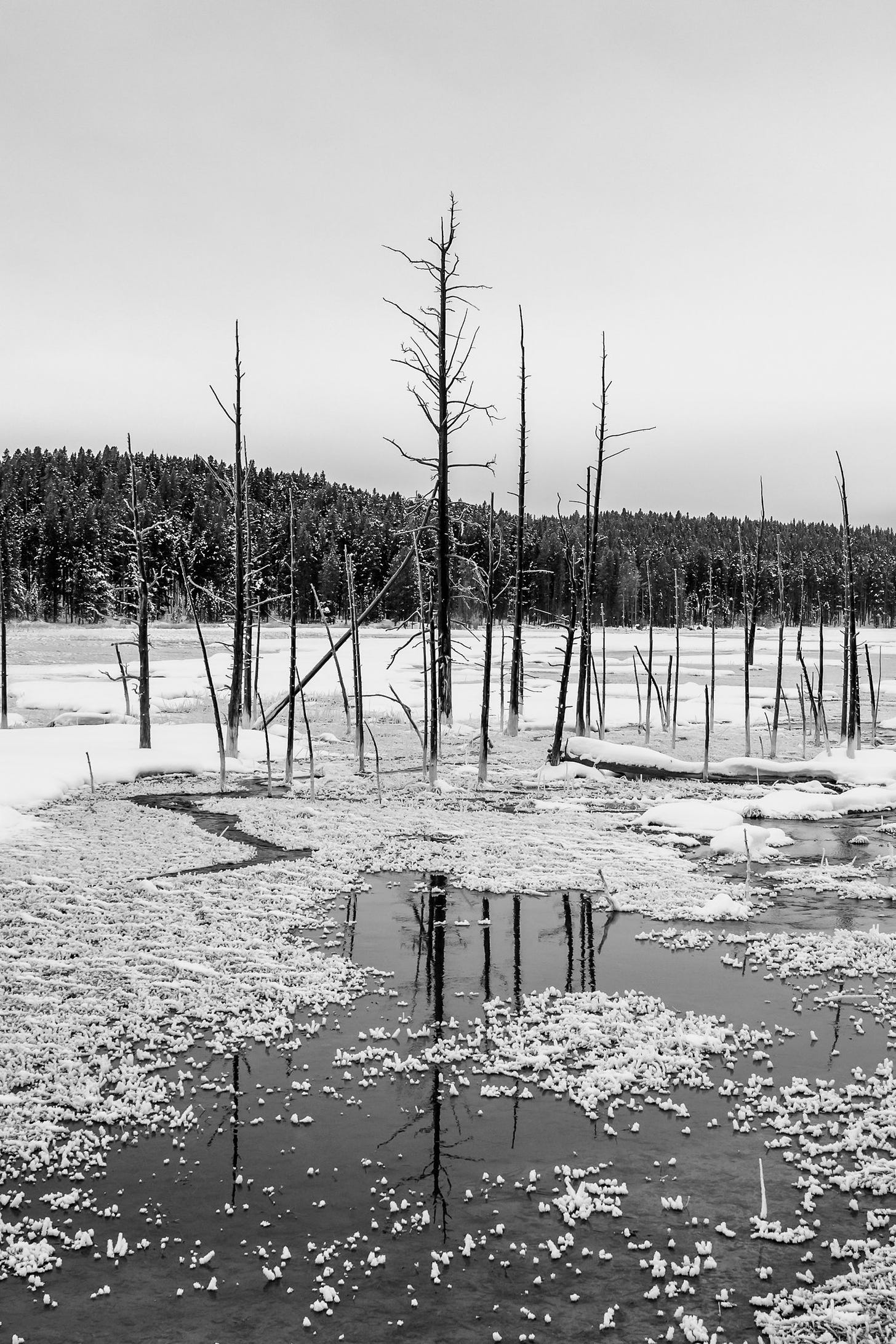 Winter In Yellowstone National Park © Jennifer Carr Photography-7.jpg
