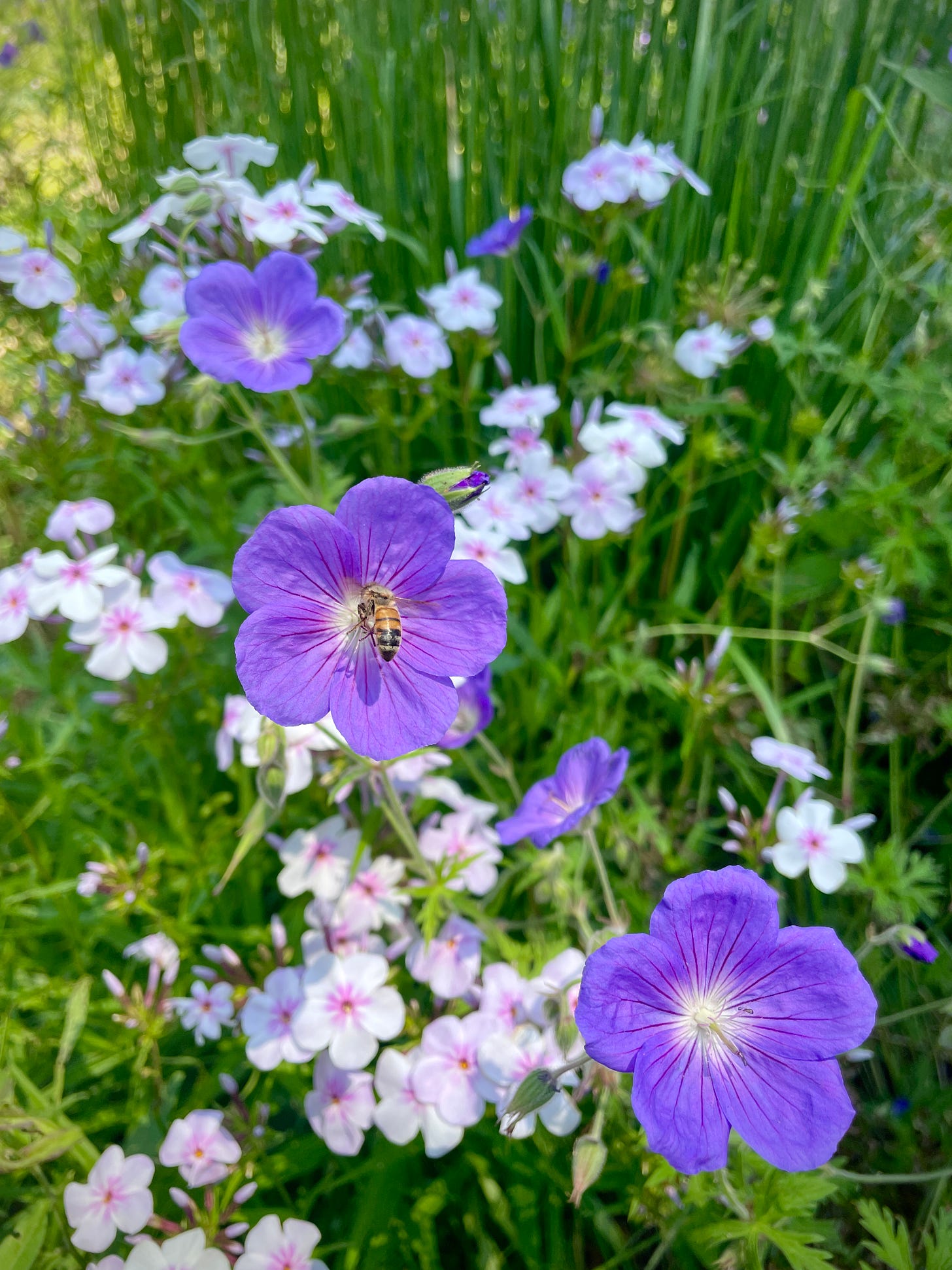 Bee sipping from Geranium ‘Orion’ in the Cottage Garden with Phlox.