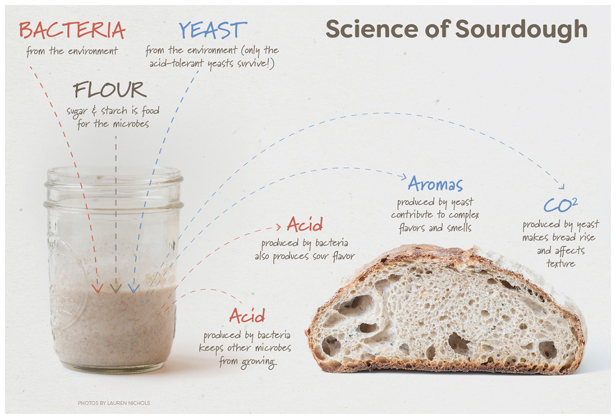 Sourdough for Science – Students Discover