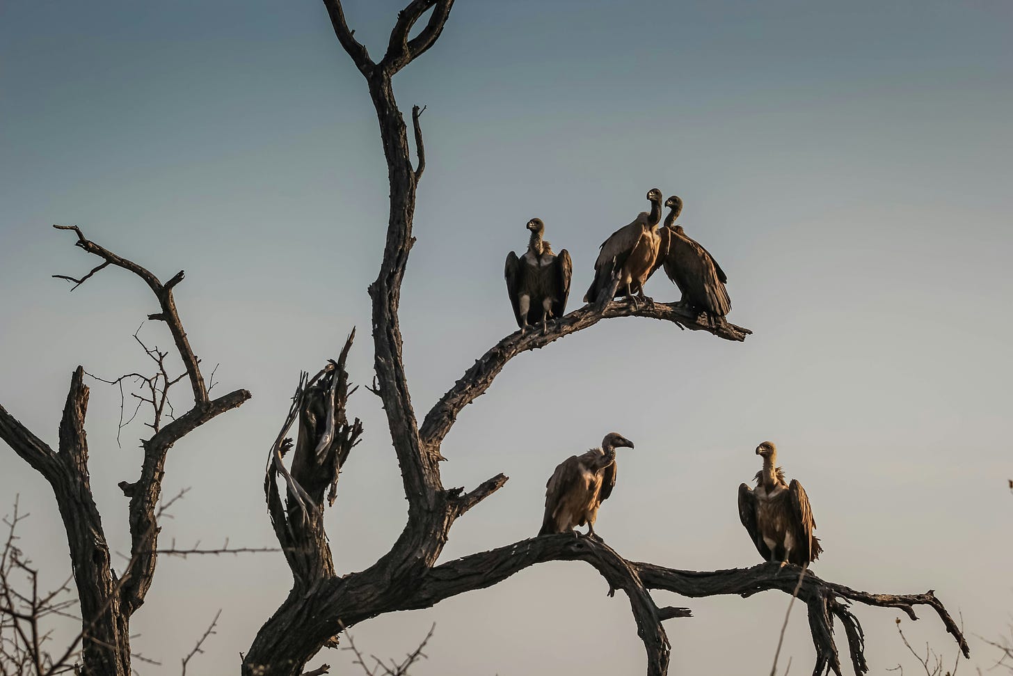 five vulture birds sit on a bare tree in front of a pale sky