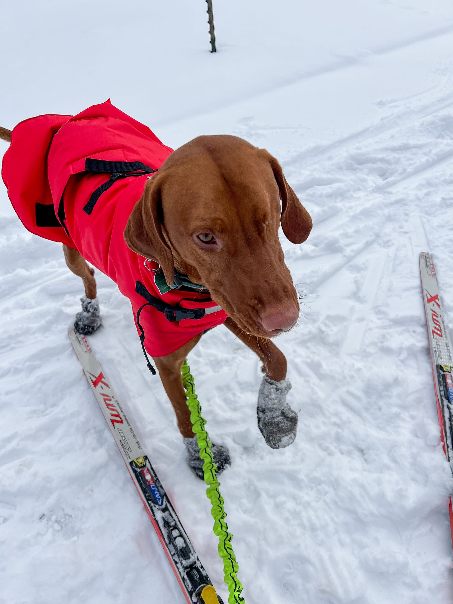 Leif, the one-eyed vizsla, waiting to skijor with his owner, artist K. Woodman-Maynard