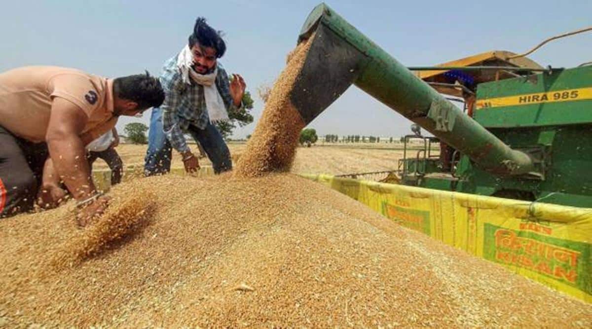 Punjab sees 19% rise in wheat procurement this year | Chandigarh News - The  Indian Express