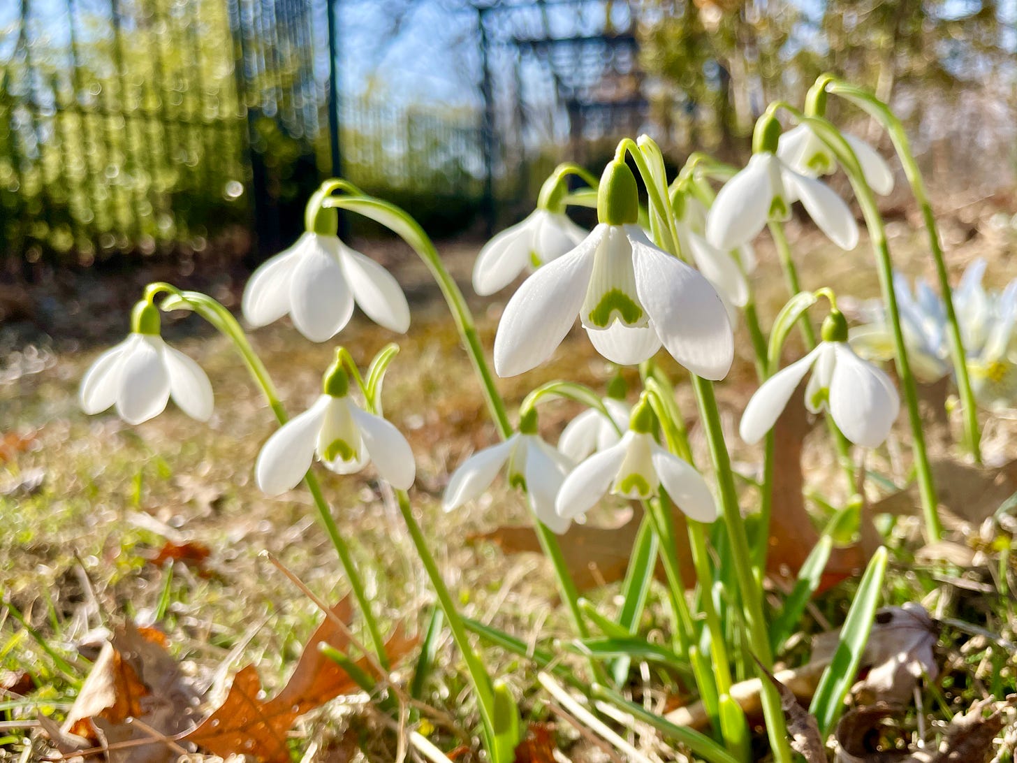 Galanthus ‘Sam Arnott’ is one of the best all around Snowdrops in my collection.