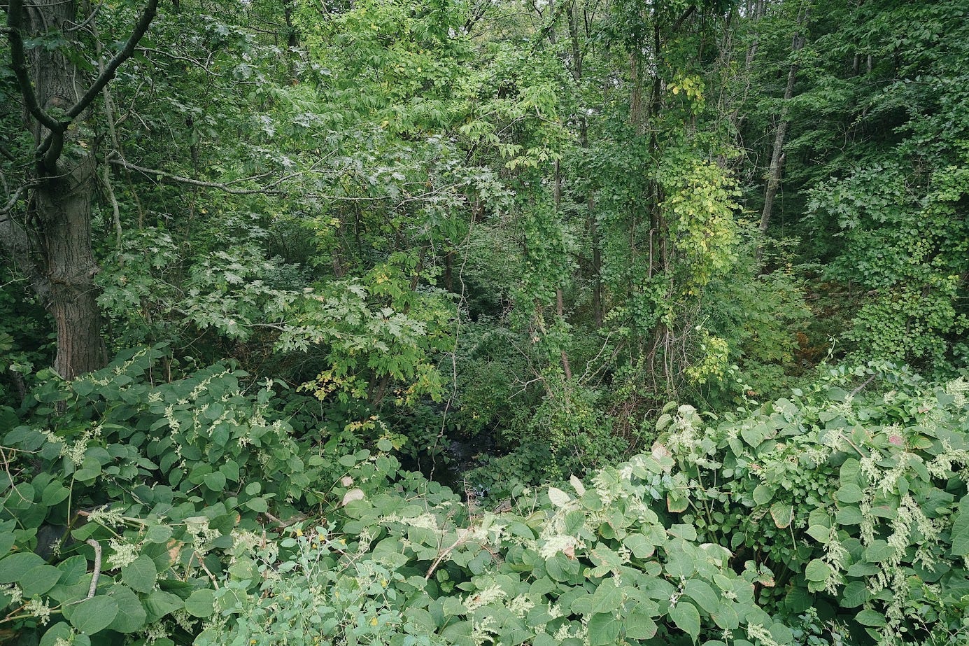 A photo of a dense thicket of trees and vines in varying shades of green. Deep in the center, there is a stream running through, down below the leafy greenness of all the trees.
