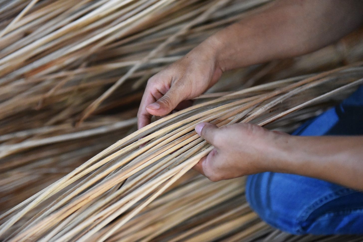 Rattan - a gift of the forest | WWF
