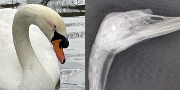 An injured swan and an x-ray of its head showing shot in its skull
