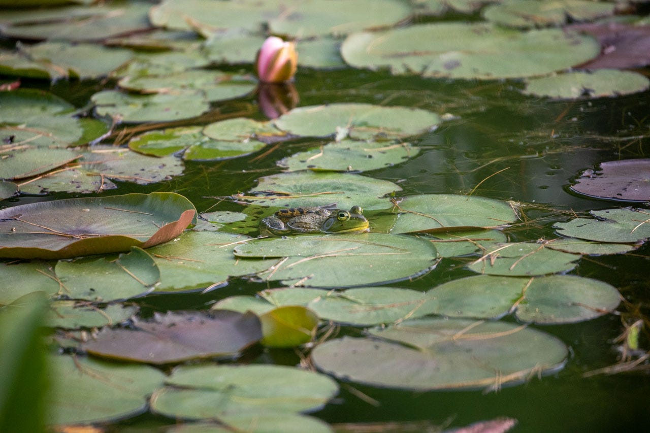 a green frog rests amongst lily pads on the surface of a pond strewn with pine needles. a bright pink lily closes up for the night in the background.