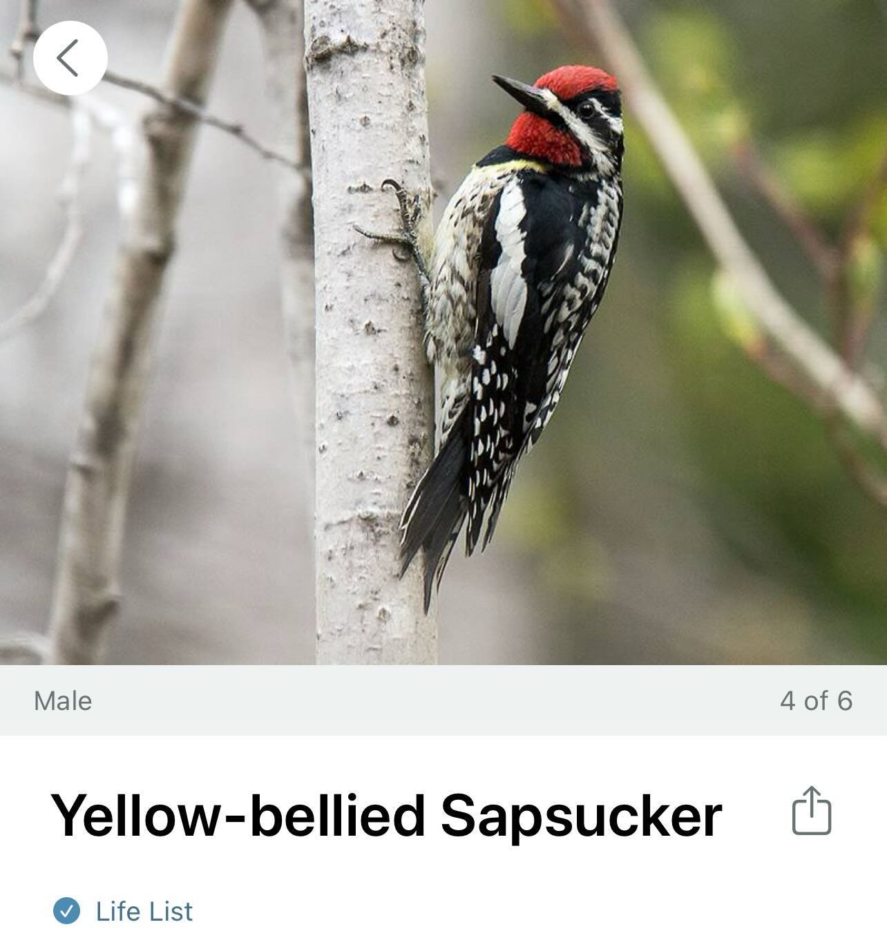 Photo by Deborah Farmer Kris on January 01, 2025. May be an image of woodpecker and text.