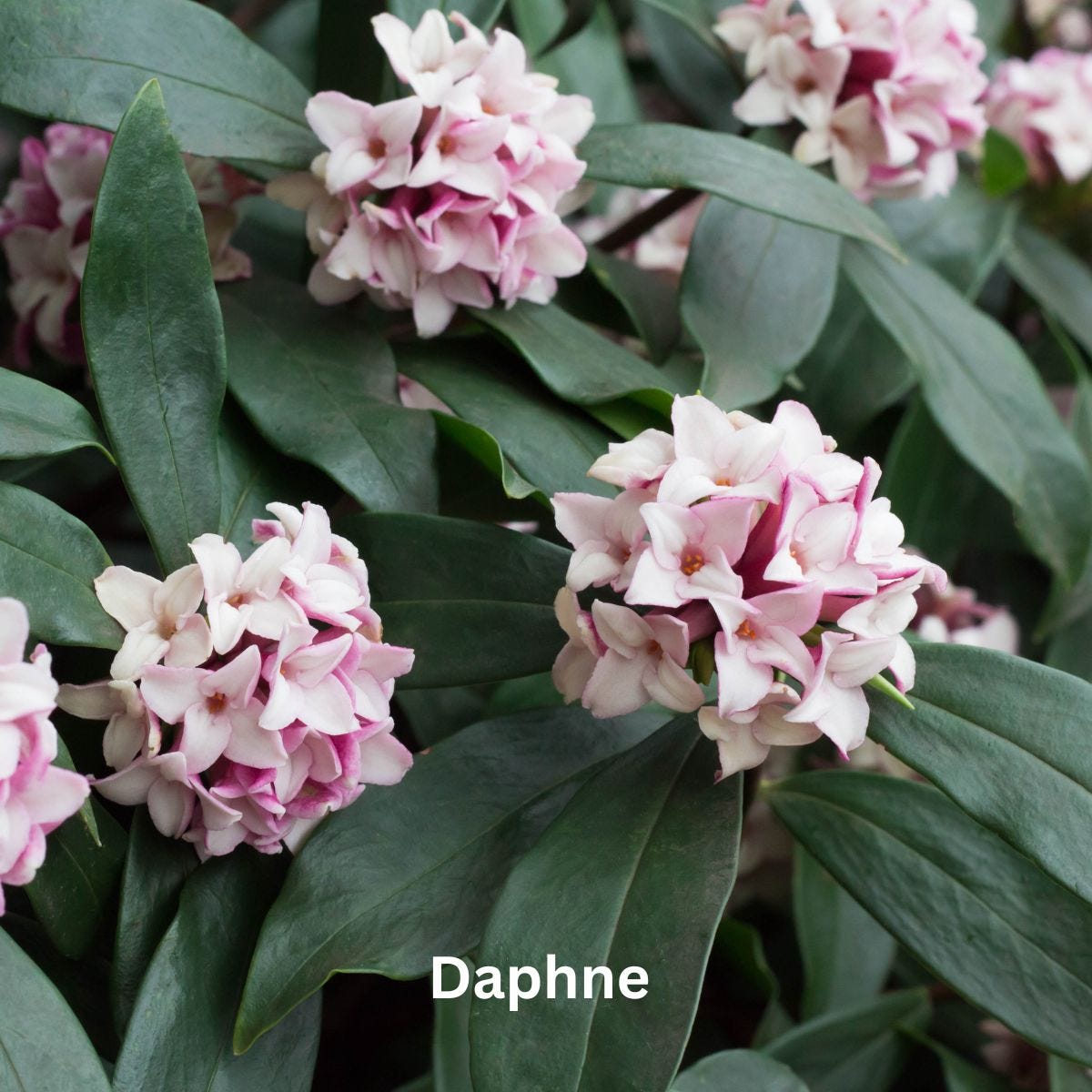 Daphne