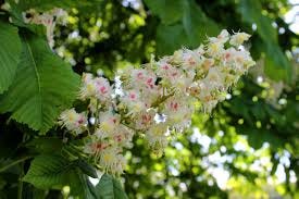 Horse chestnut tree: what its leaves look like, when it flowers and when  conkers appear